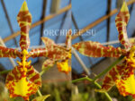 Rossioglossum insleayi