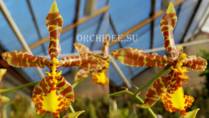 Rossioglossum insleayi