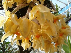 Stanhopea graveolens