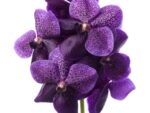 Vanda Divana Purple Mulberry