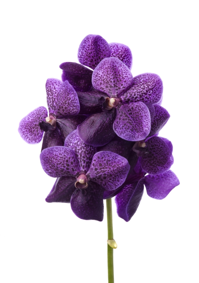 Vanda Divana Purple Mulberry