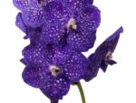 Vanda Tweed Blue