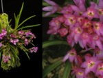 Ascocentrum pumilum