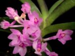 Ascocentrum pusillum