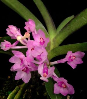 Ascocentrum pusillum