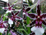 Beallara (Aliceara) Diana Dunn 'Gothic'