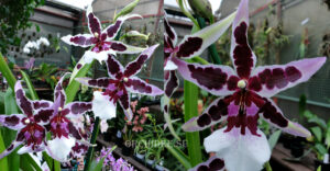 Beallara (Aliceara) Diana Dunn 'Gothic'