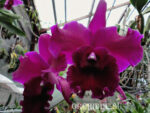 Brassolaeliocattleya Guanmiau City