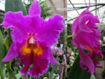 Brassolaeliocattleya King of Taiwan