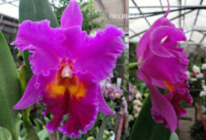 Brassolaeliocattleya King of Taiwan