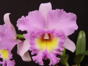 Brassolaeliocattleya Mahina Yahiro 'Mishima' AM/AOS