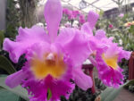 Rhyncholaeliocattleya Pamela Hetherington 'Coronation'