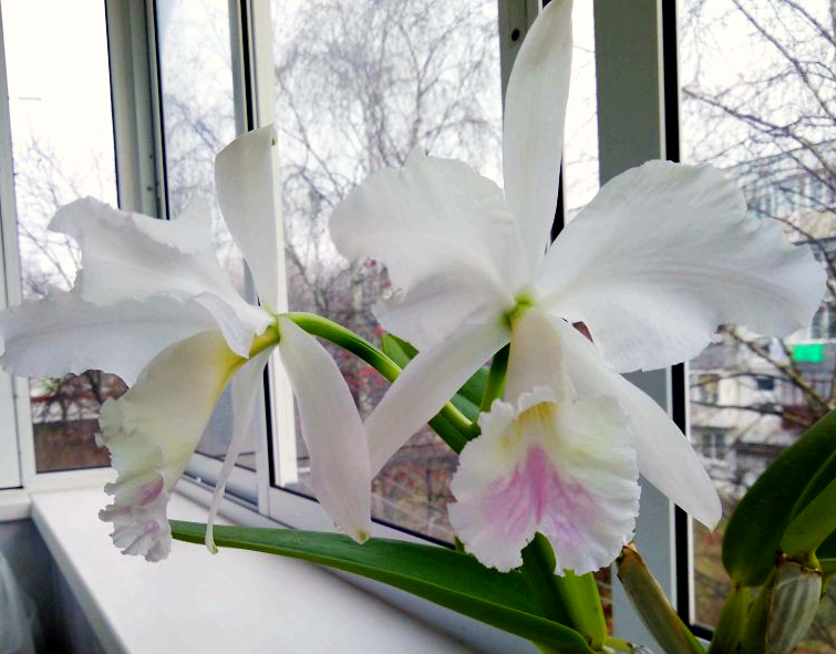 Cattleya labiata var. Amesiana "Lucia"