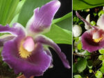 Cochleanthes hybrid 01