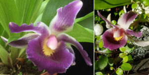 Cochleanthes hybrid 01