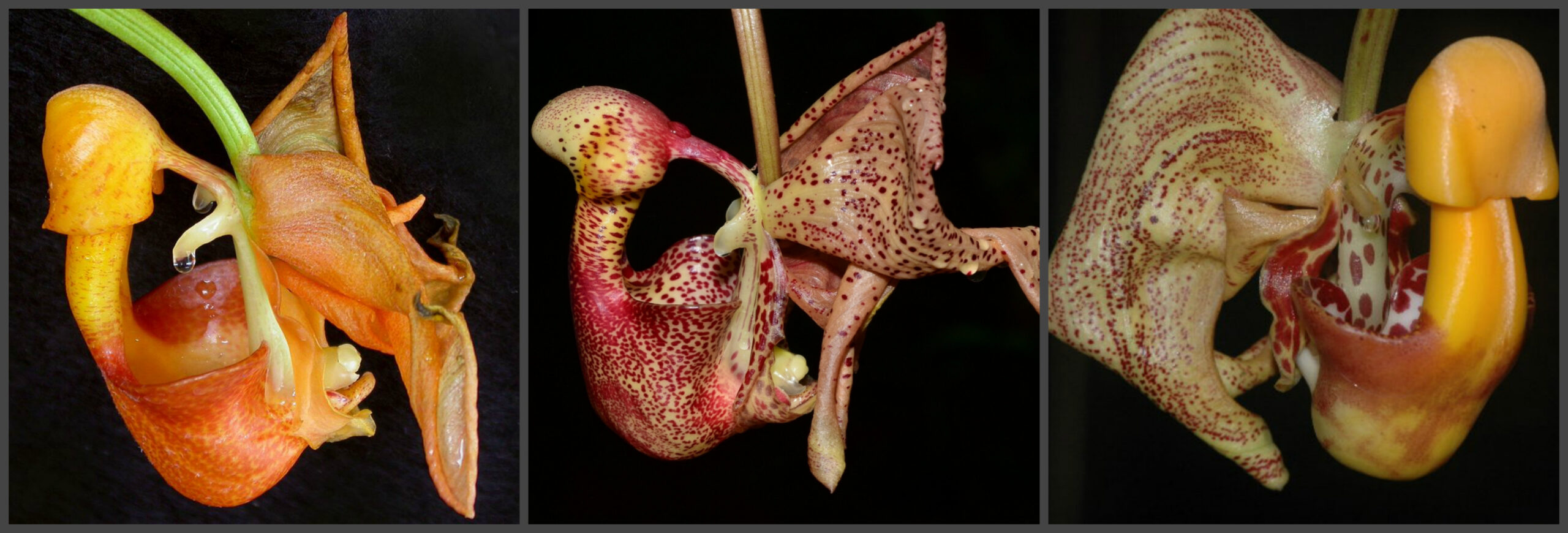 Coryanthes speciosa