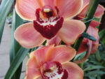 Cymbidium hybrid 14