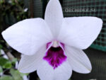 Dendrobium Purple Eye