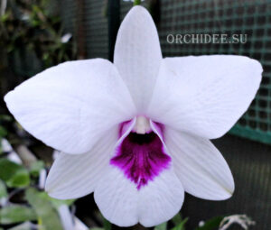 Dendrobium Purple Eye