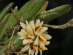 Dendrobium rigidum