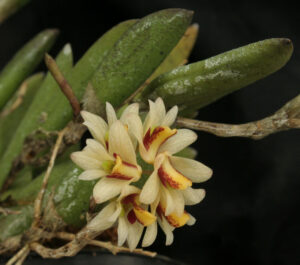 Dendrobium rigidum