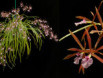 Encyclia bractescens