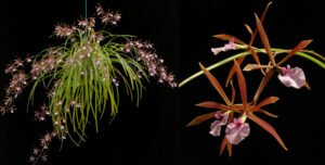 Encyclia bractescens