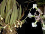 Epidendrum moronense
