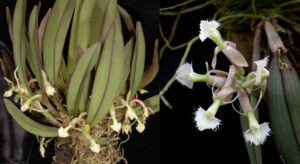 Epidendrum moronense