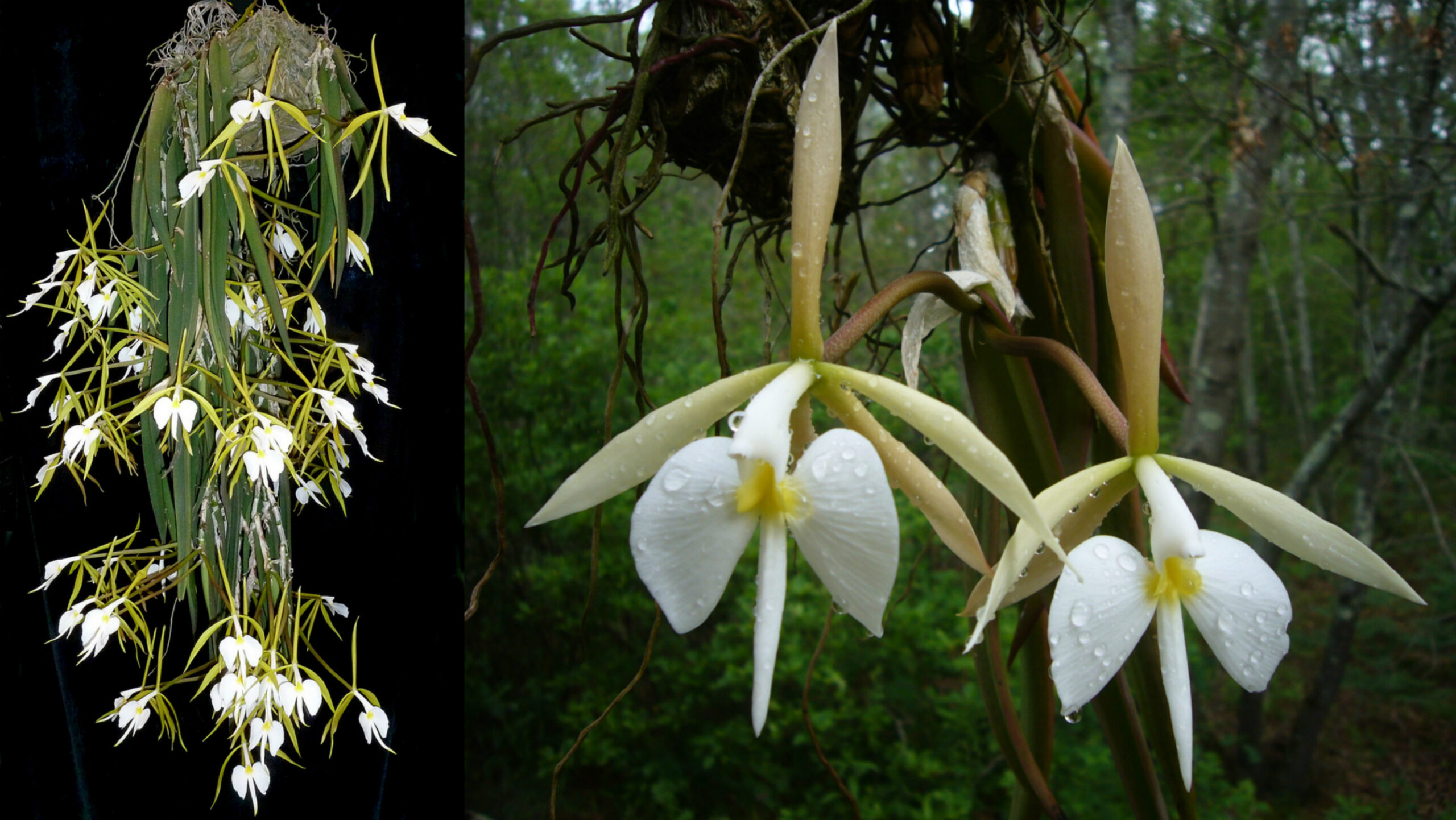 Epidendrum parkinsonianum