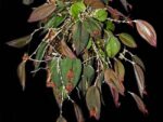 Lepanthes gargoyla