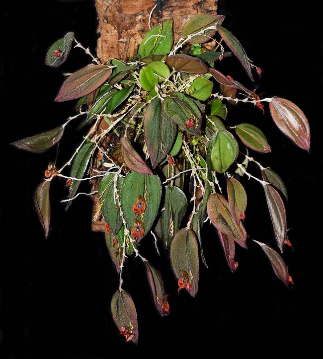 Lepanthes gargoyla