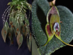 Lepanthes manabina