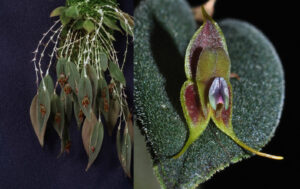 Lepanthes manabina