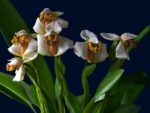 Maxillaria fletcheriana