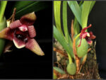 Maxillaria variabilis red