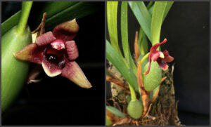 Maxillaria variabilis red