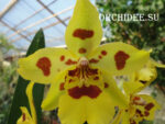 Odontocidium Irish Mist