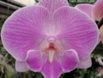 Phalaenopsis Yu Pin Fireworks 'Pink Kiss'