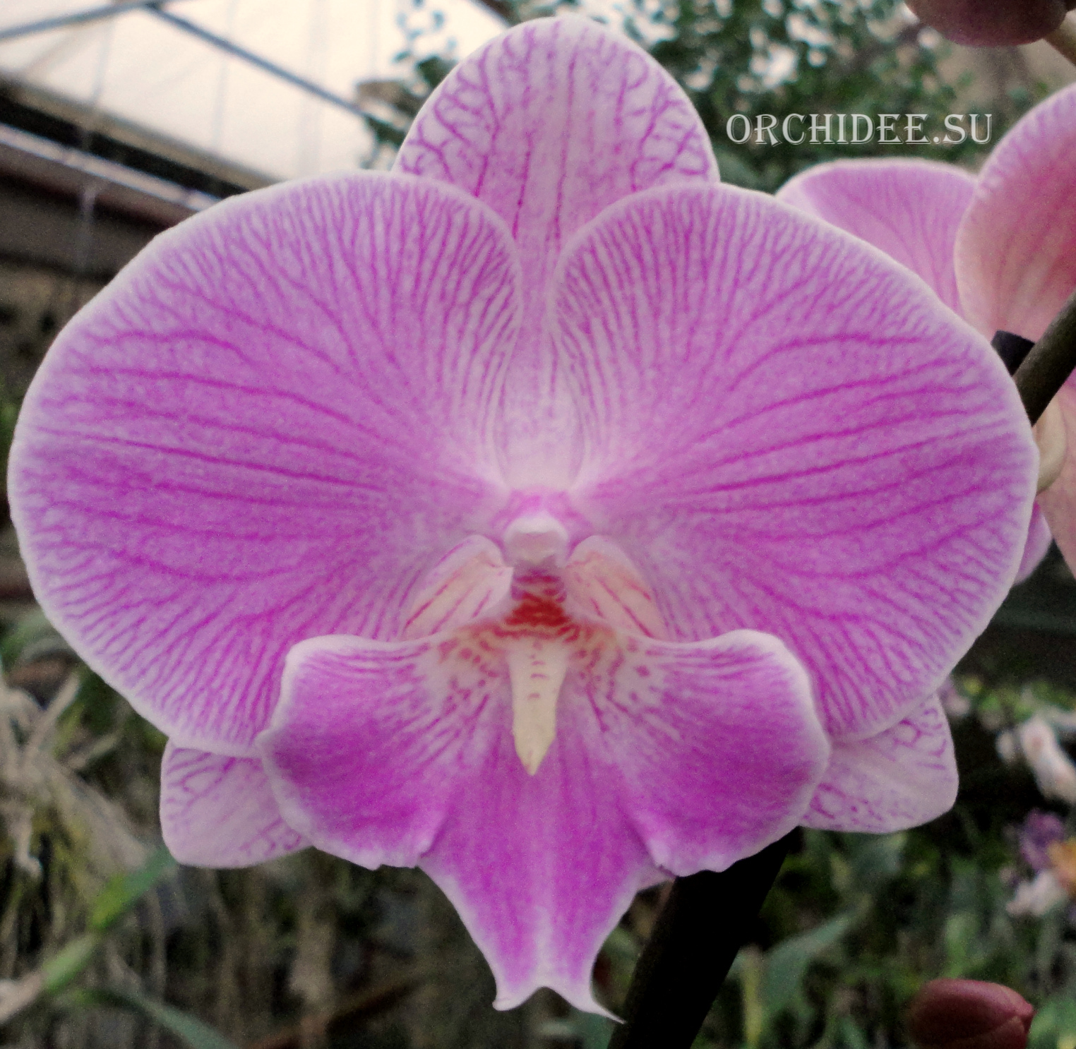 Phalaenopsis Yu Pin Fireworks 'Pink Kiss'