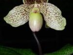 Paphiopedilum moquettianum x leucochilum