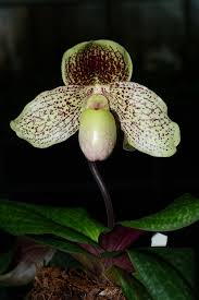 Paphiopedilum moquettianum x leucochilum