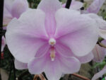 Phalaenopsis PH 252 Big Lip