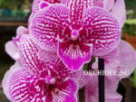 Phalaenopsis PH 254 Big Lip 'Cheeky Kizz'