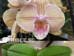 Phalaenopsis PH 256 Big Lip 'JC Stars Shining'