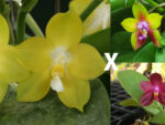 Phalaenopsis Nobby’s Green Eagle x (Sogo Kaiulani-Dragon Tree Eagle)