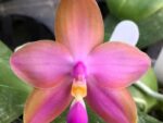 Phalaenopsis RW-528 (Nobby’s Green Eagle – Dragon Tree Eagle) x bellina blue