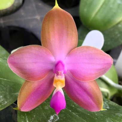 Phalaenopsis RW-528 (Nobby’s Green Eagle – Dragon Tree Eagle) x bellina blue