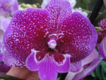 Phalaenopsis PH 255 Tying Shin Super Star 'Big Lip'