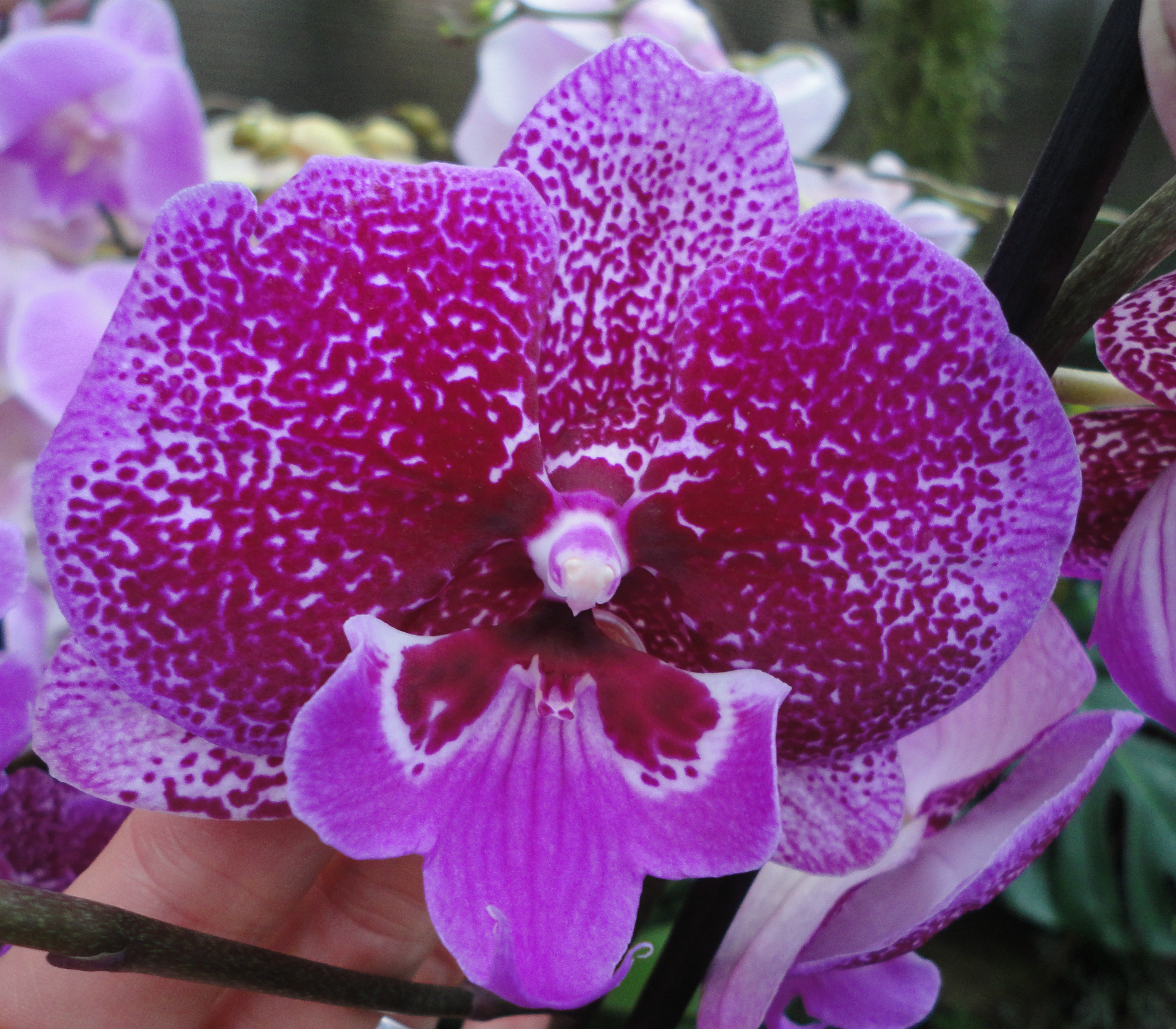 Phalaenopsis PH 255 Tying Shin Super Star 'Big Lip'
